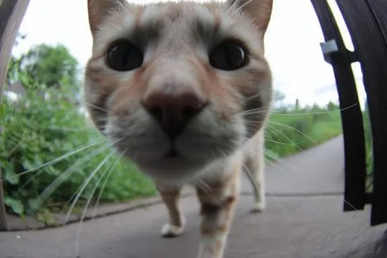 files/canva-close-up-portrait-of-cat-outdoors-MAG5zuPEQx0.webp